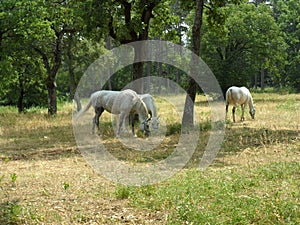 White horses in Lipica - Slovenien
