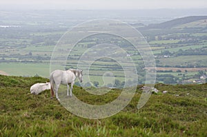 White Horses Looking over Irish Countryside - landscape