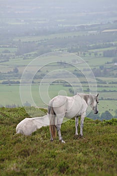 White Horses Looking over Irish Countryside - portrait