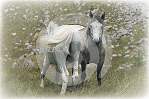 Horses In Lukavica Plateau, Montenegro photo