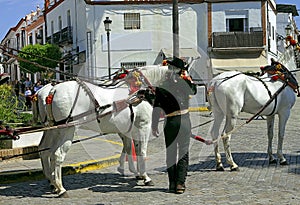 White horses with ornate harnesses carriage driving
