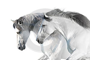 White horses portrait photo