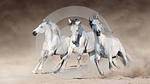 White horses run gallop