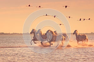White horses run gallop in the water against the background of flying flamingos at sunset, Camargue, France