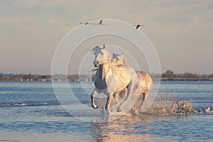 White horses run gallop in the water against the background of flying flamingos at sunset, Camargue, France