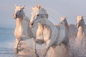 White horses run gallop in the water at sunset, Camargue, Bouches-du-rhone, France