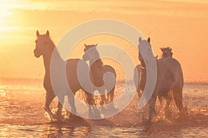 White horses run gallop in the water at sunset, Camargue, Bouches-du-rhone, France