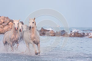 White horses run gallop in the water at sunset, Camargue, Bouches-du-rhone, France