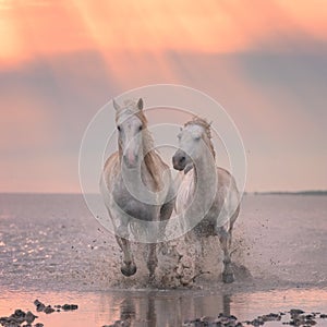 White horses run gallop in the water at sunset, Camargue, Bouches-du-rhone, France