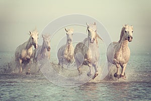 White horses run gallop in the water at sunset, Camargue, Bouches-du-rhone, France