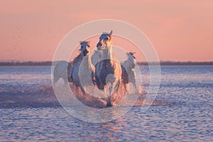 White horses run gallop in the water at sunset, Camargue, Bouches-du-rhone, France
