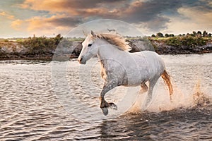 White horses are runing in the water