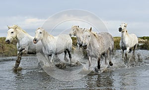White horses running through water.