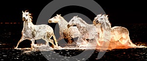 White horses running through water - abstract background banner image