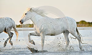 White horses running through water in sunset light