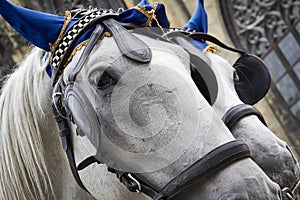 White horses similar twins portrait closeup bridle