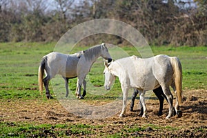 White horses standing on a pasture in Camargue