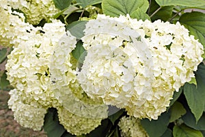 White Hortensia photo