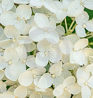 White hortensia