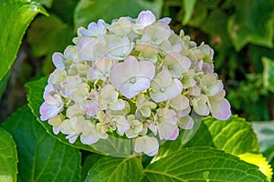 White hortensia