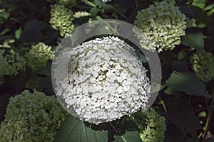 White hortensia plant flowering