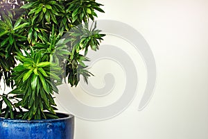 White hotel lobby with green plant