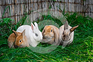 White hotot, German rams and Rex siamese medium rabbits