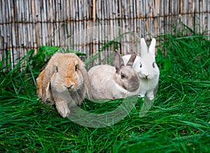 White hotot, German rams and Rex siamese medium rabbits