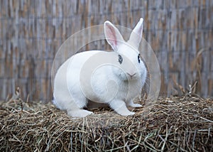White hotot medium rabbit with eyes with rim palm-sized