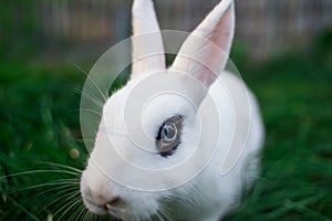 White hotot medium rabbit with eyes with rim palm-sized sits on a green grass