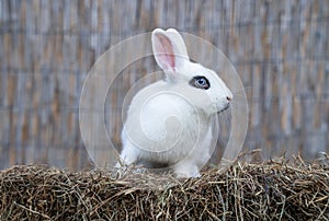 White hotot medium rabbit sitting on a hay before Easter