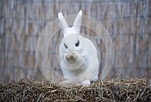 White hotot medium rabbit sitting on a hay before Easter