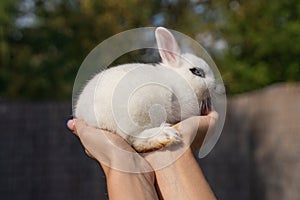 White hotot rabbit sitting on a woman\'s hand on a sunny day before Easter
