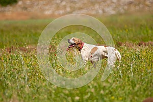 The white hound stalking its prey photo