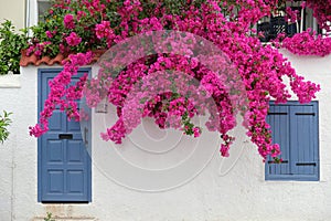 White House With Blue Door and Pink Bougainvillea, Greece