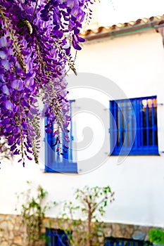 White house with blue window adorned with purple Wisteria flowers, Costa Brava, Catalonia, Spain.