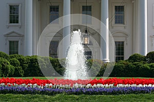 White House Tulip Garden