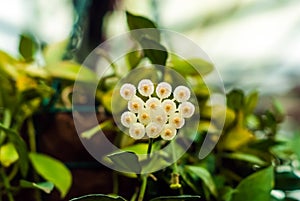White hoya flowers on blurred background