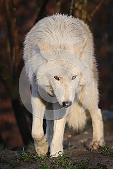 White Hudson Bay wolf Canis lupus hudsonicus