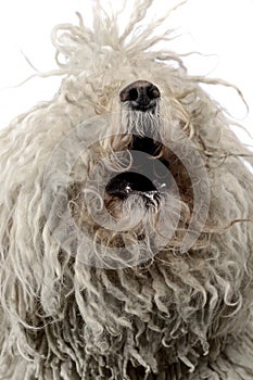 White hungarian puli barking in the white studio