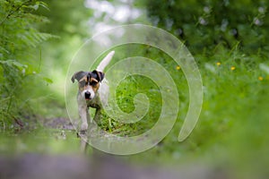 White hunting dog Jack Russell Terrier chasing through the woods and puddles among trees, dog catching the trail.