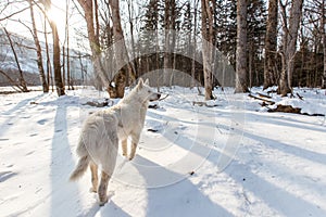 A white hunting dog stands in the snow in a remote beautiful winter taiga
