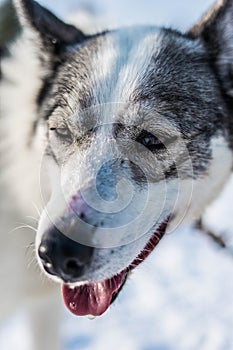 White huskie with water drops