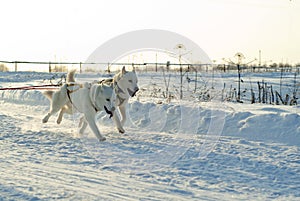 White huskies on white snow on a sunny day