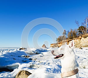 White Husky amid the winter of the Sea