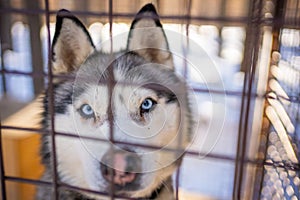 White husky with blue eyes looks out in a cage in dog farm near Kemerovo, Siberia, Russia