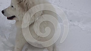 White husky breed dog video