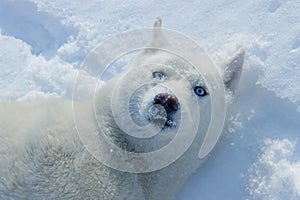 White husky close up winter photo. Concept for calendar. Dog in the snow. Blue eyes