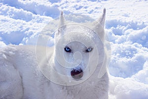 White husky close up winter photo. Concept for calendar. Dog in the snow. Blue eyes