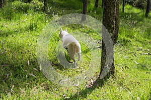 White husky cute dog with pink harness in the green woods running from the back